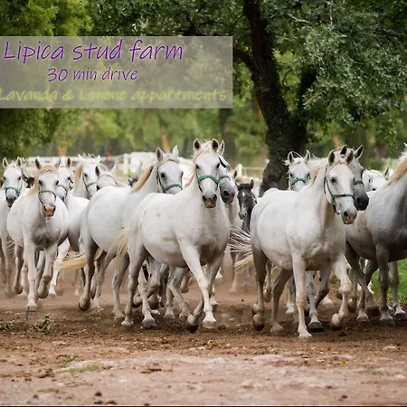 Lavanda & Limone Koper