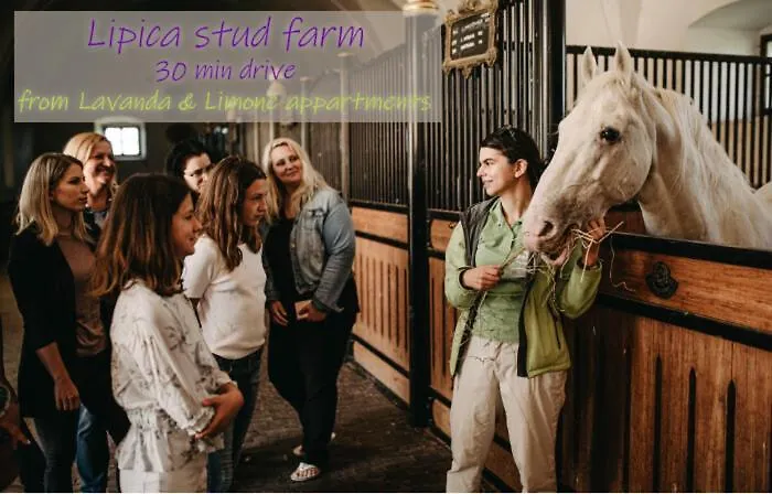 Lavanda & Limone * 코페르