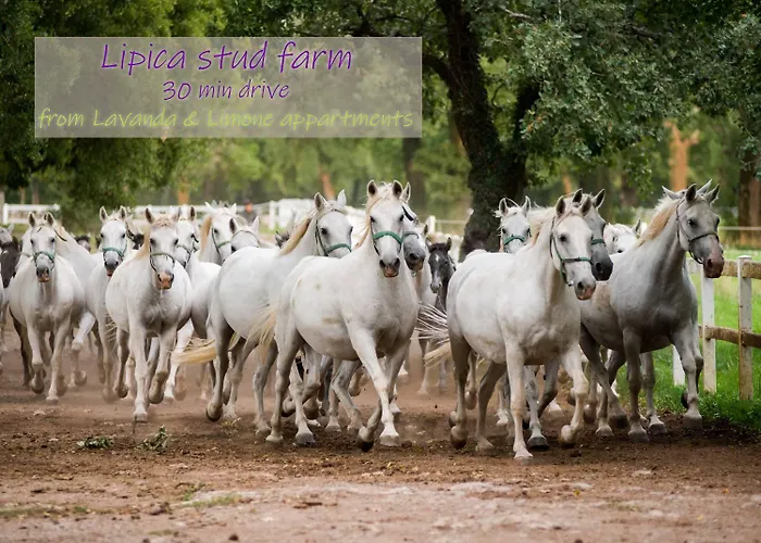 Lavanda & Limone 코페르
